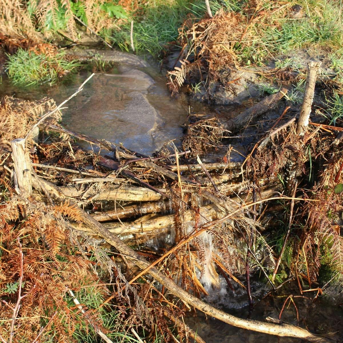 A man made dam in a stream built from fallen branches
