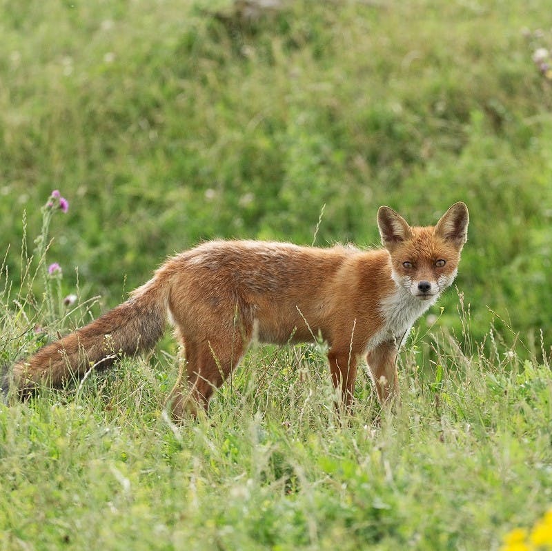 A fox poised to move in a field.