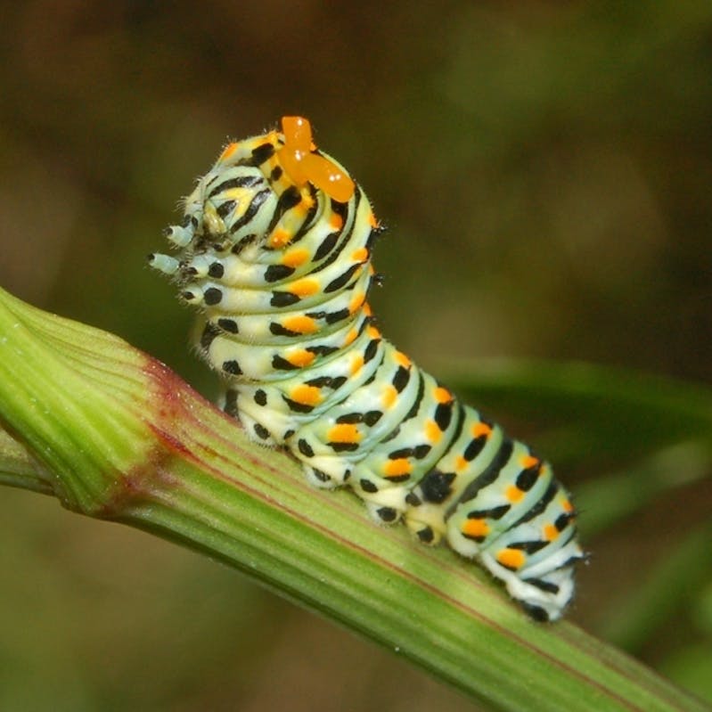 Papilionidae_-_Papilio_machaon_catterpillar