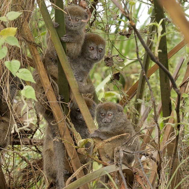 Madagascar's Alaotra Gentle Lemur clinging to branches in a habitat which is threatened by human activity.