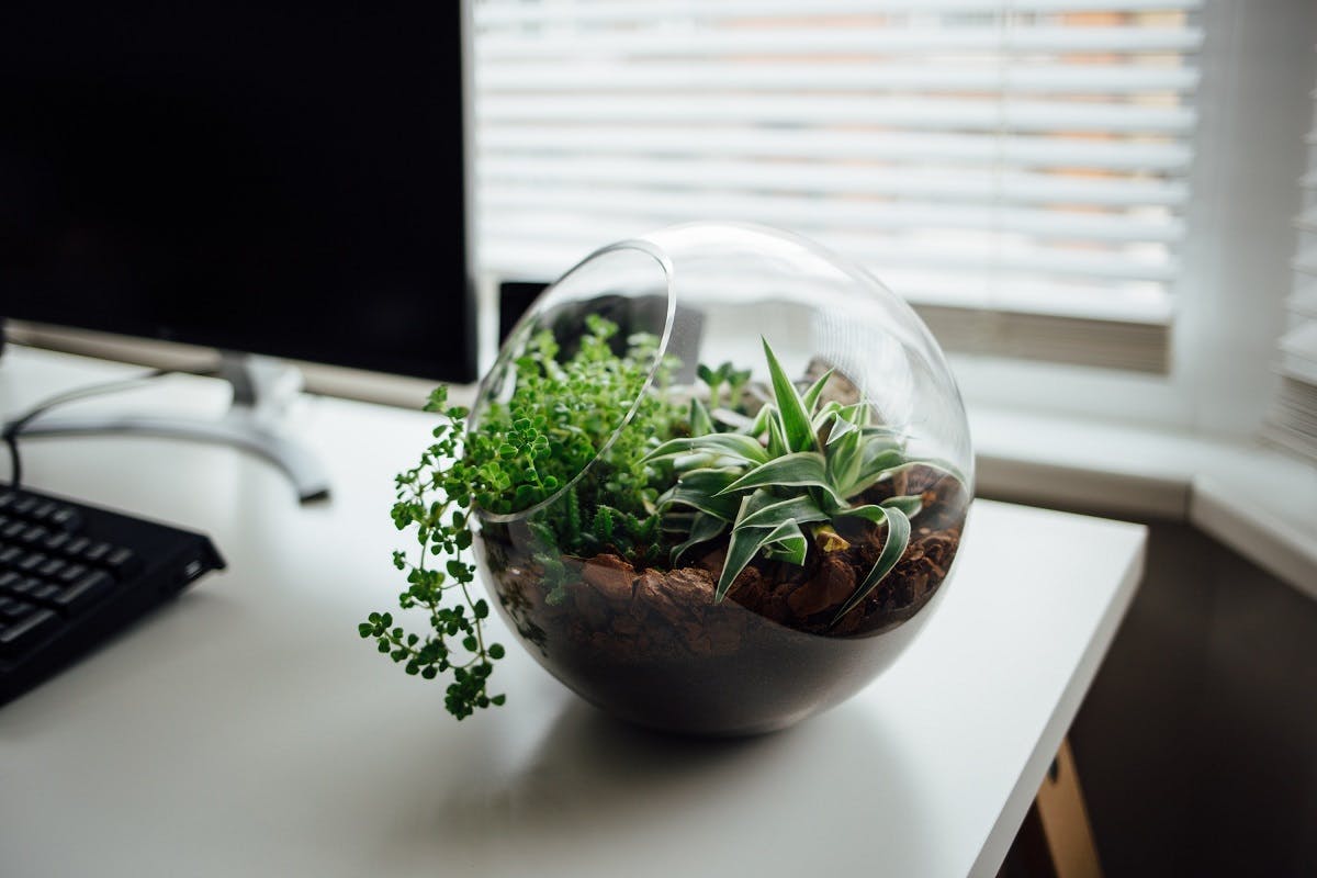 A bowl of plants on an office desk.
