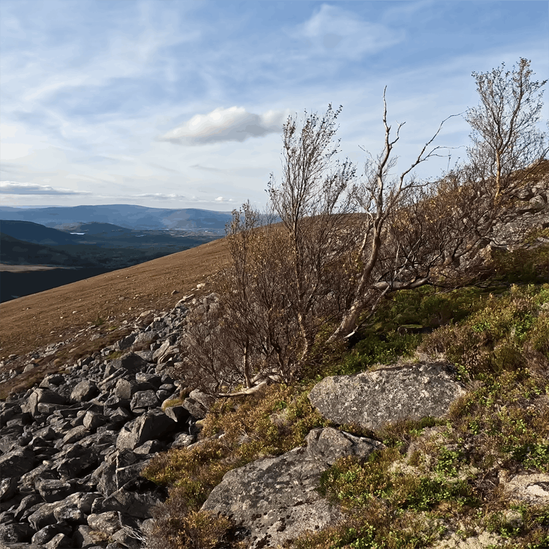 Mountain Birch growing at a high altitude.