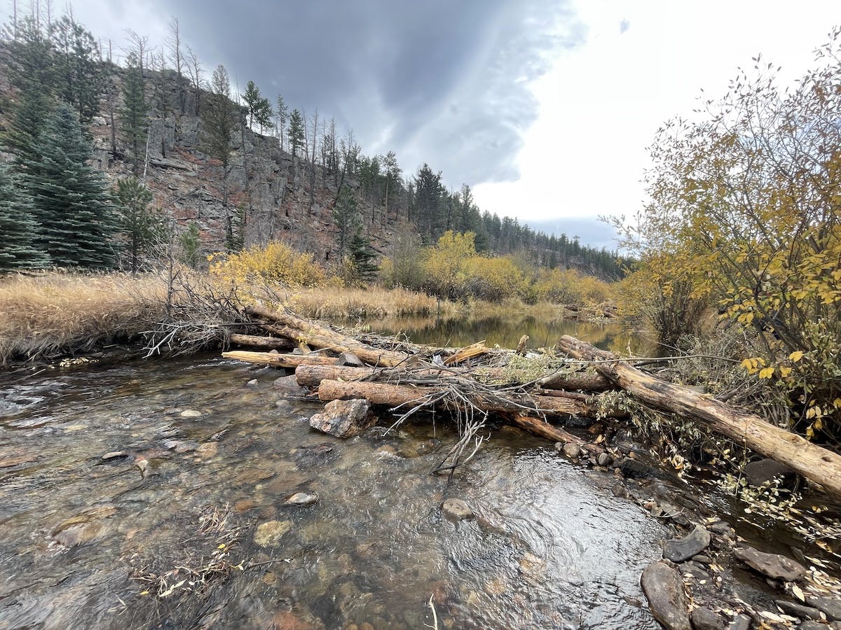 fake beaver dam on the poudre watershed 