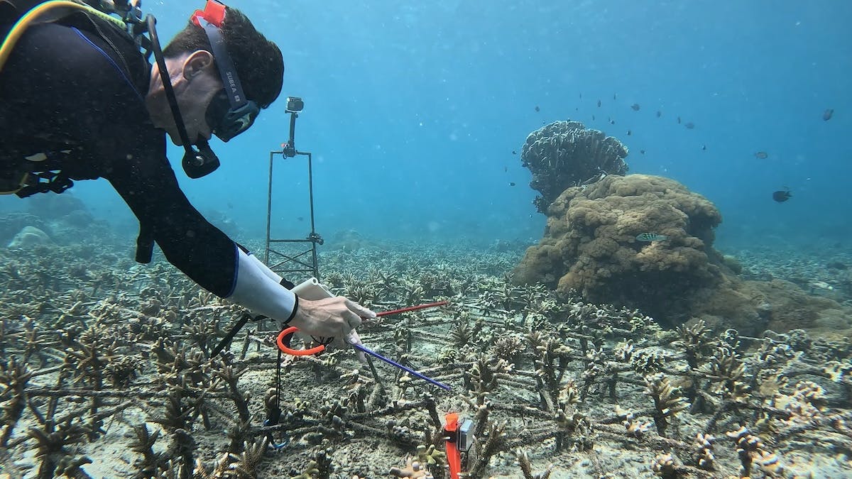 diver conducting a sound experiment on a coral reef