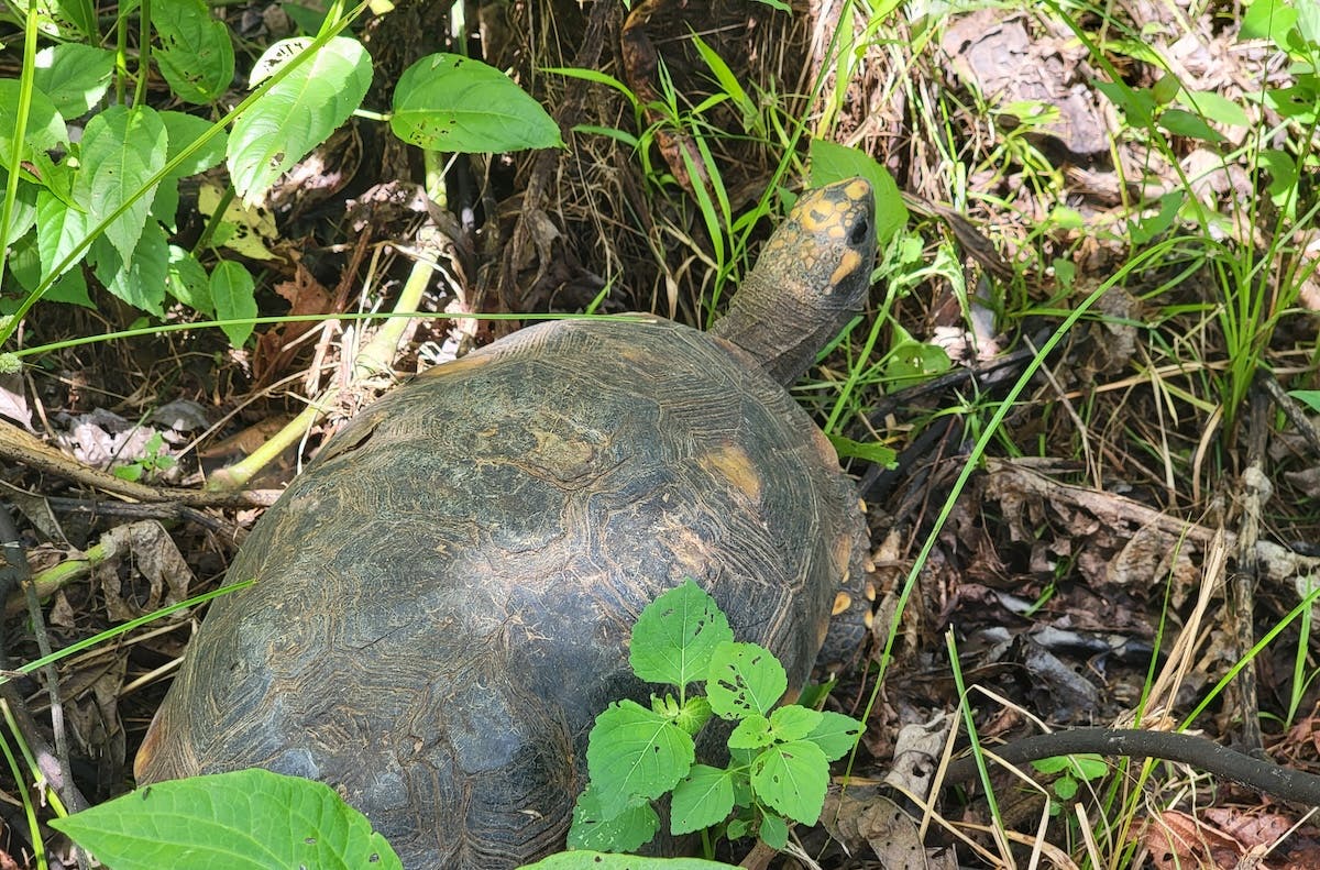  a land tortoise