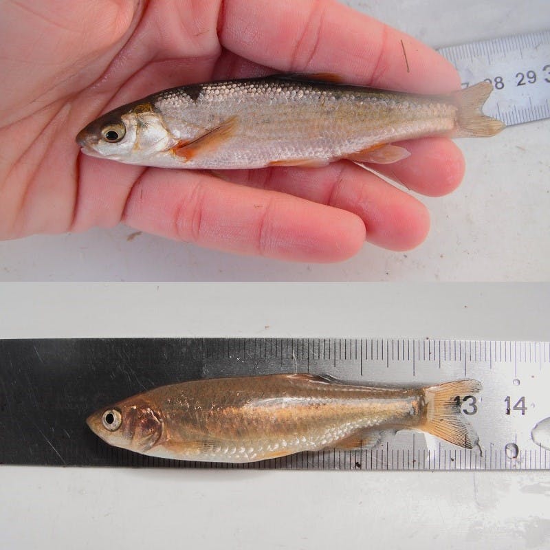 Close ups of the Southwestern arched-mouth nase and the Mira-chub