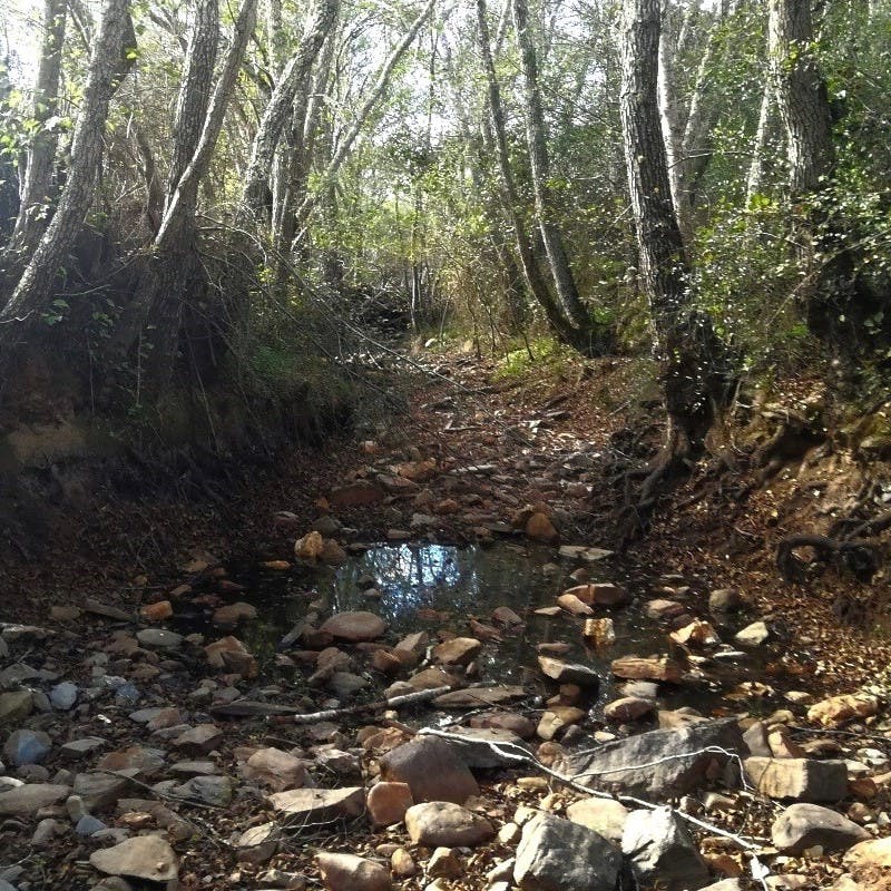 dried up stretch of stream surrounded by trees with only a small puddle left