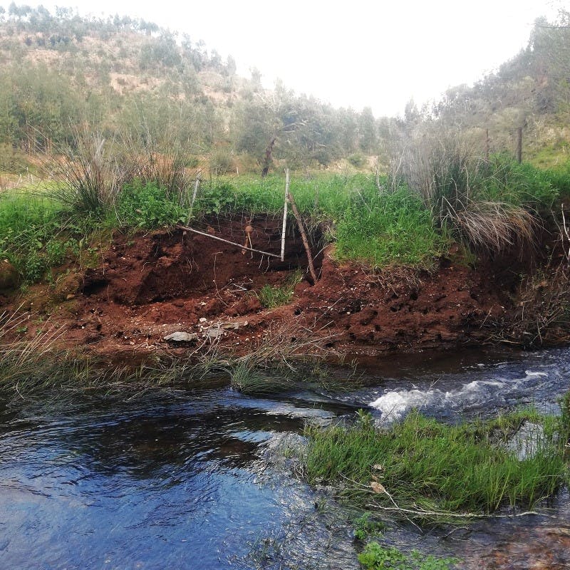 riverbank with soil erosion caused by deforestation