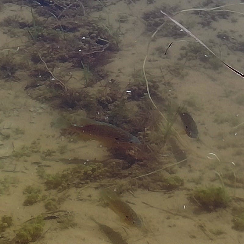 small fish swimming in the river