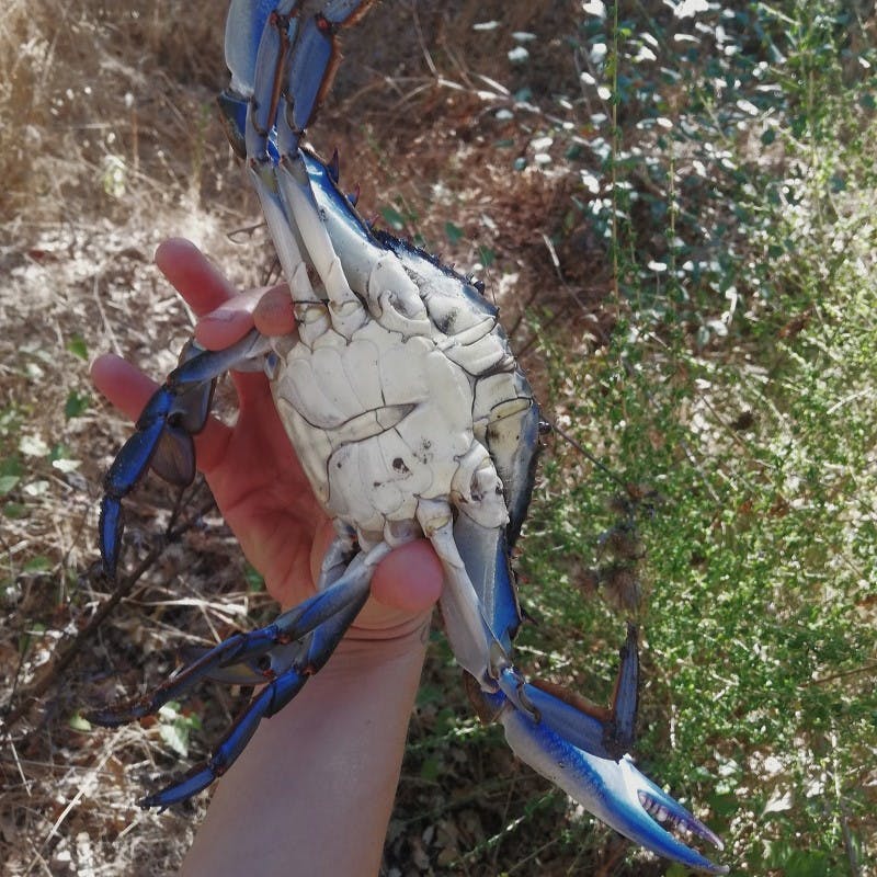 close up of a hand holding the invasive blue crab bottom up