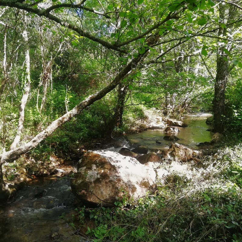 a stream with rocks flowing through green vegetation