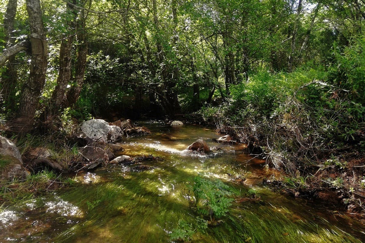 a stream flowing through green vegetation shaded by trees