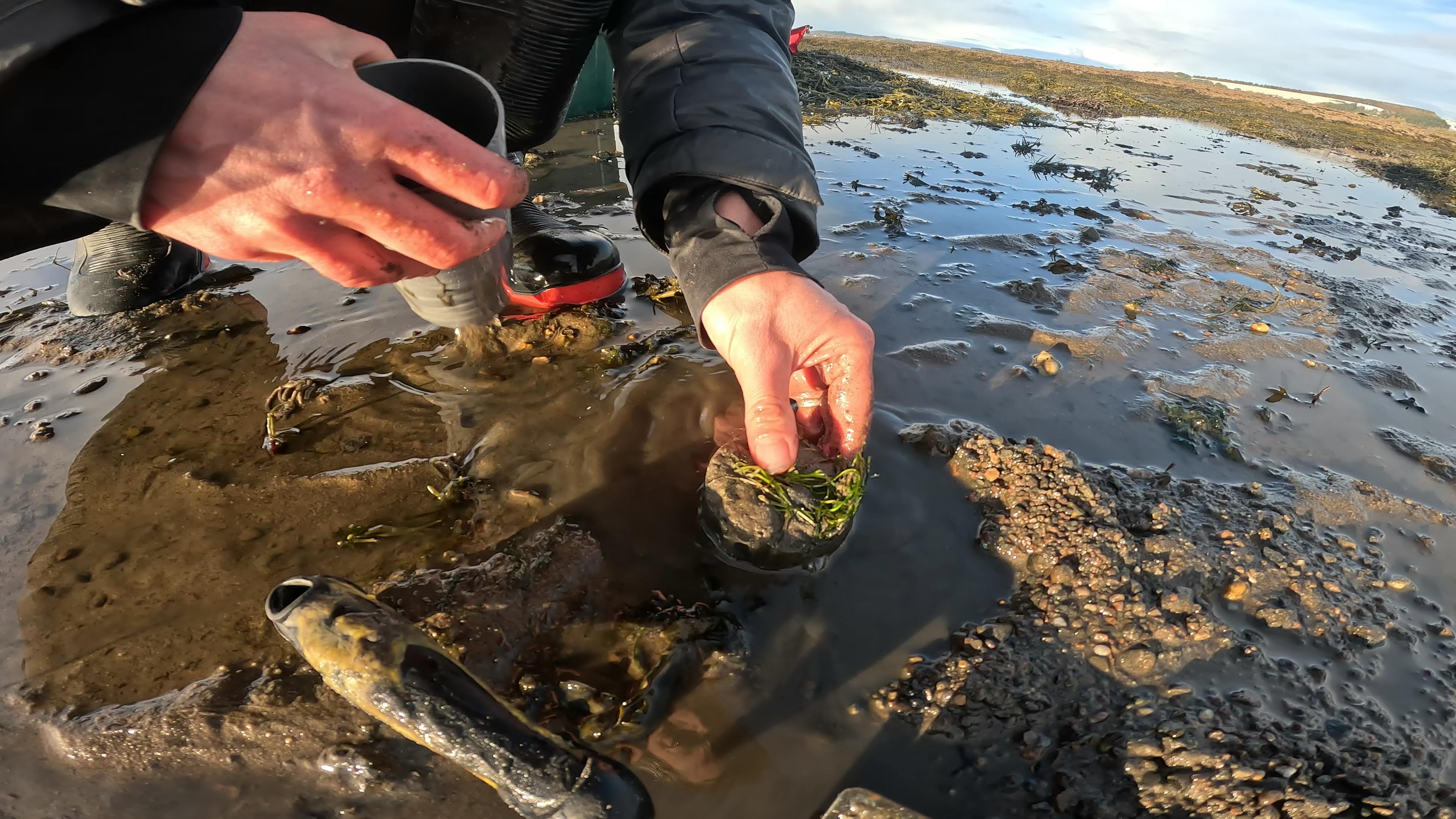 Biologist pushing a seagrass core into the sediment