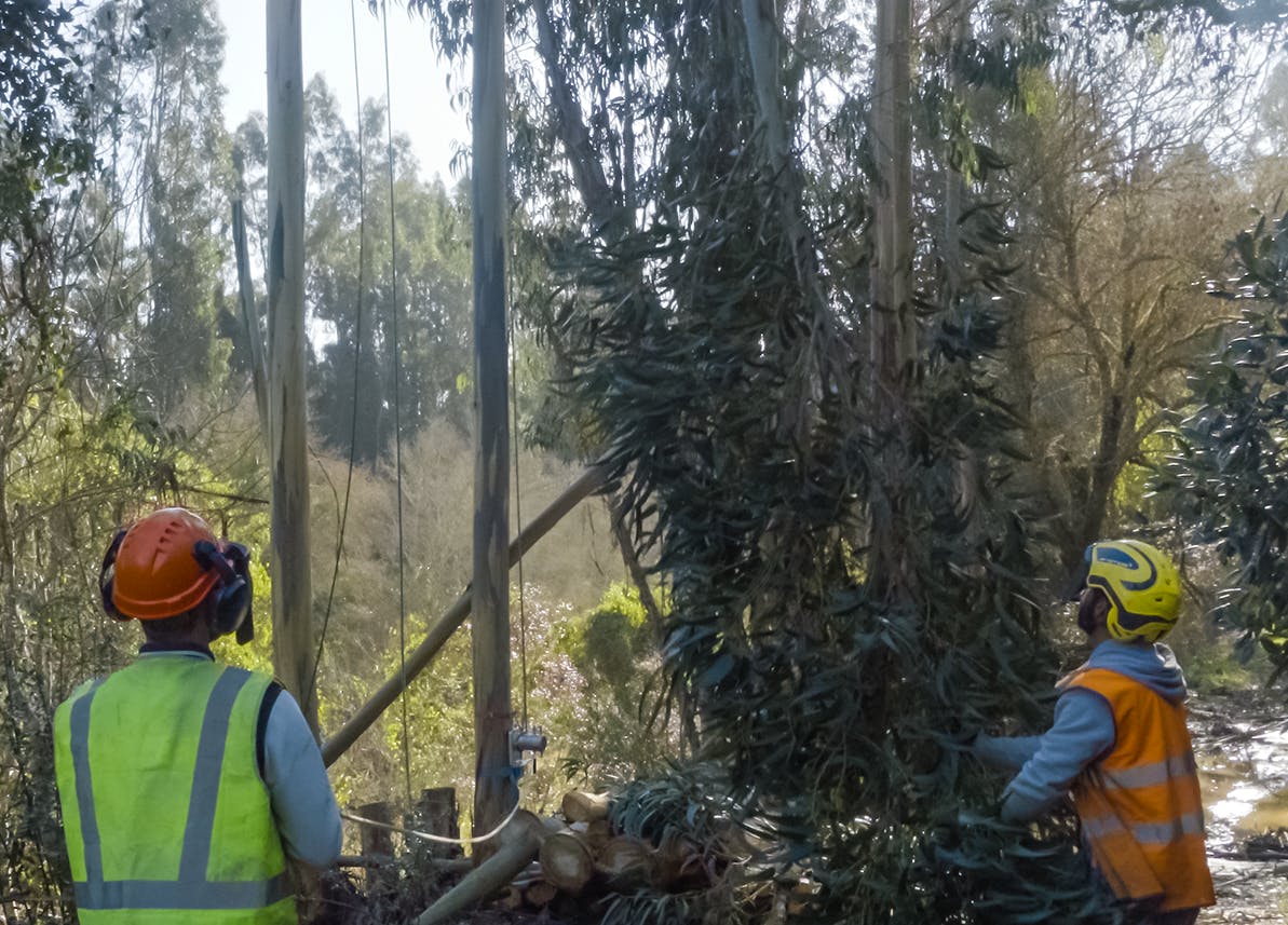 ProNative arborist cutting down eucalyptus in the Mira