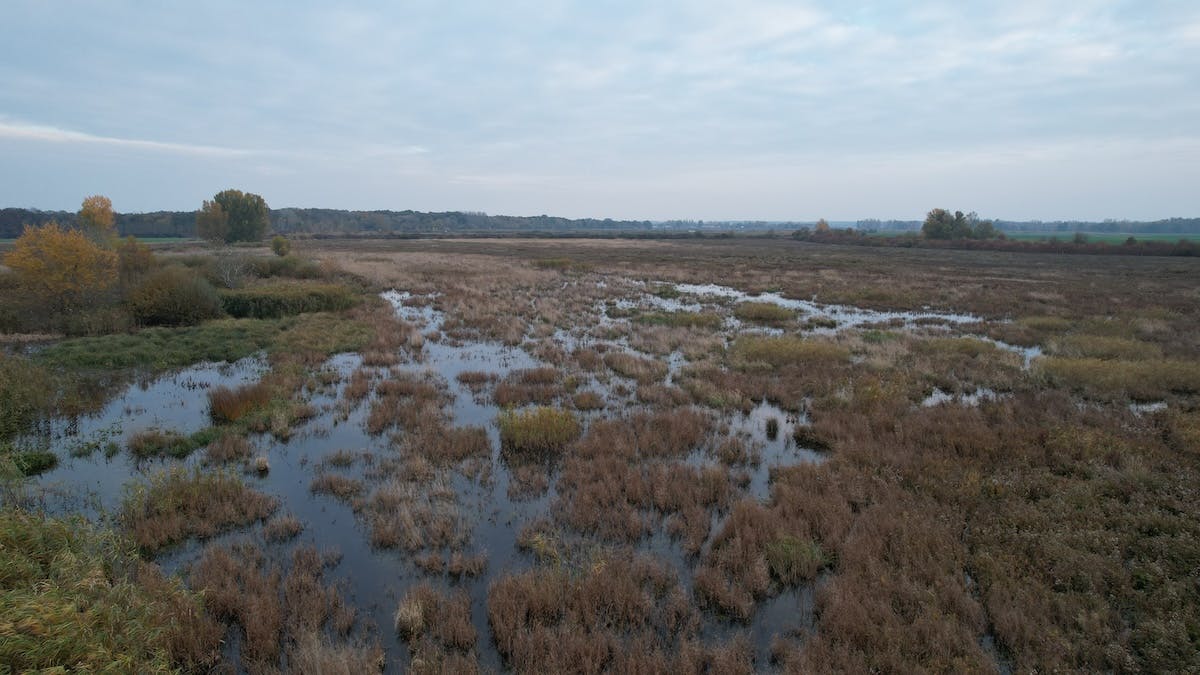 wetland created by diverting part of the Ciliz Brook, Slovakia