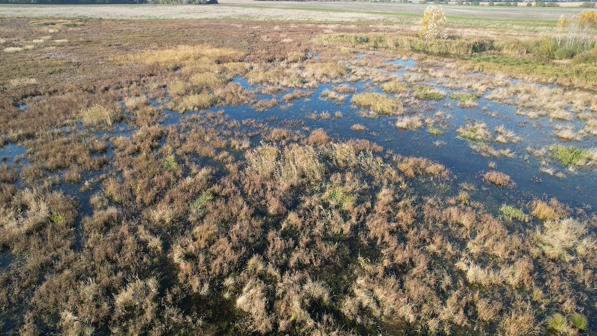 new wetland created by Mossy Earth and Broz