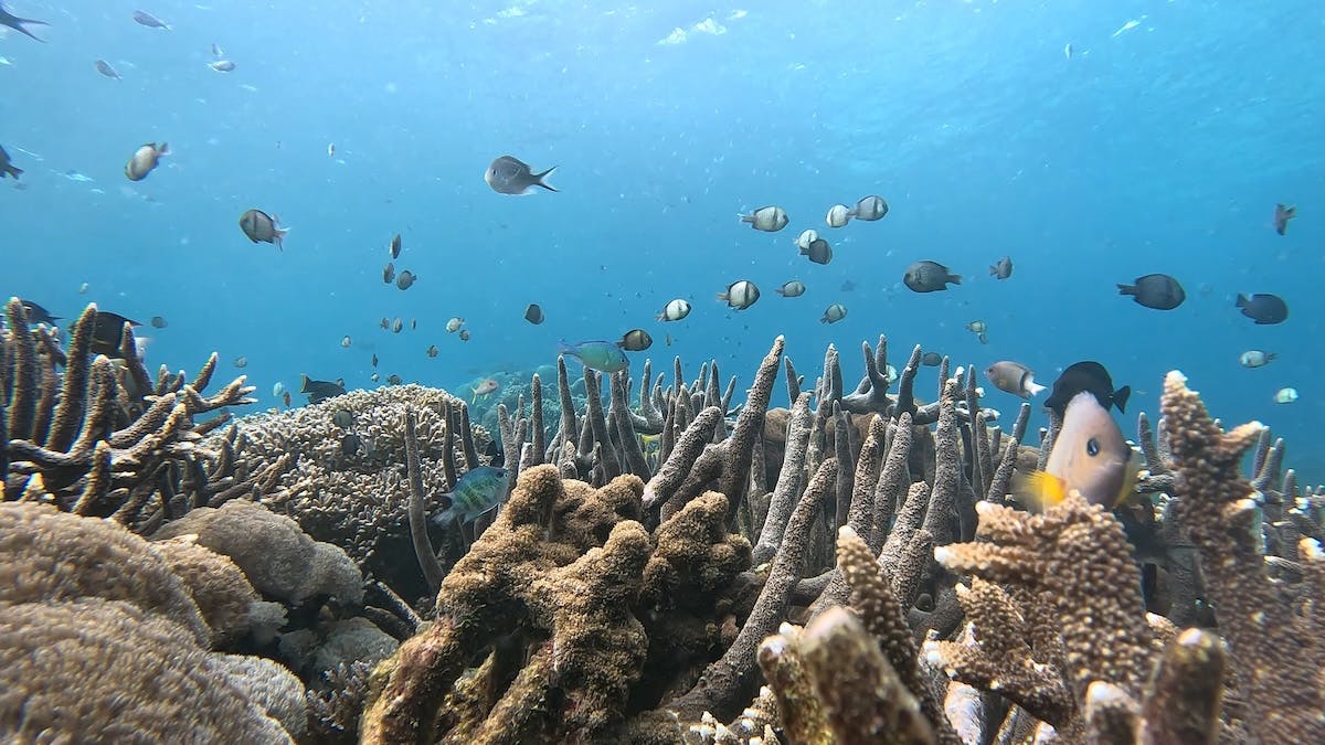coral reef with fish