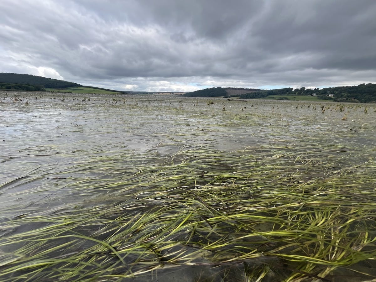 seagrass bed in Scotland