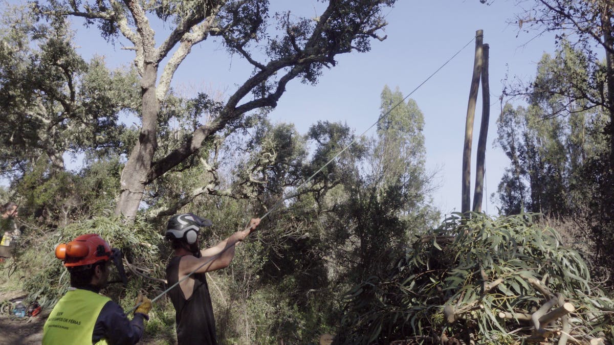 ProNativa pulling down eucalyptus trees