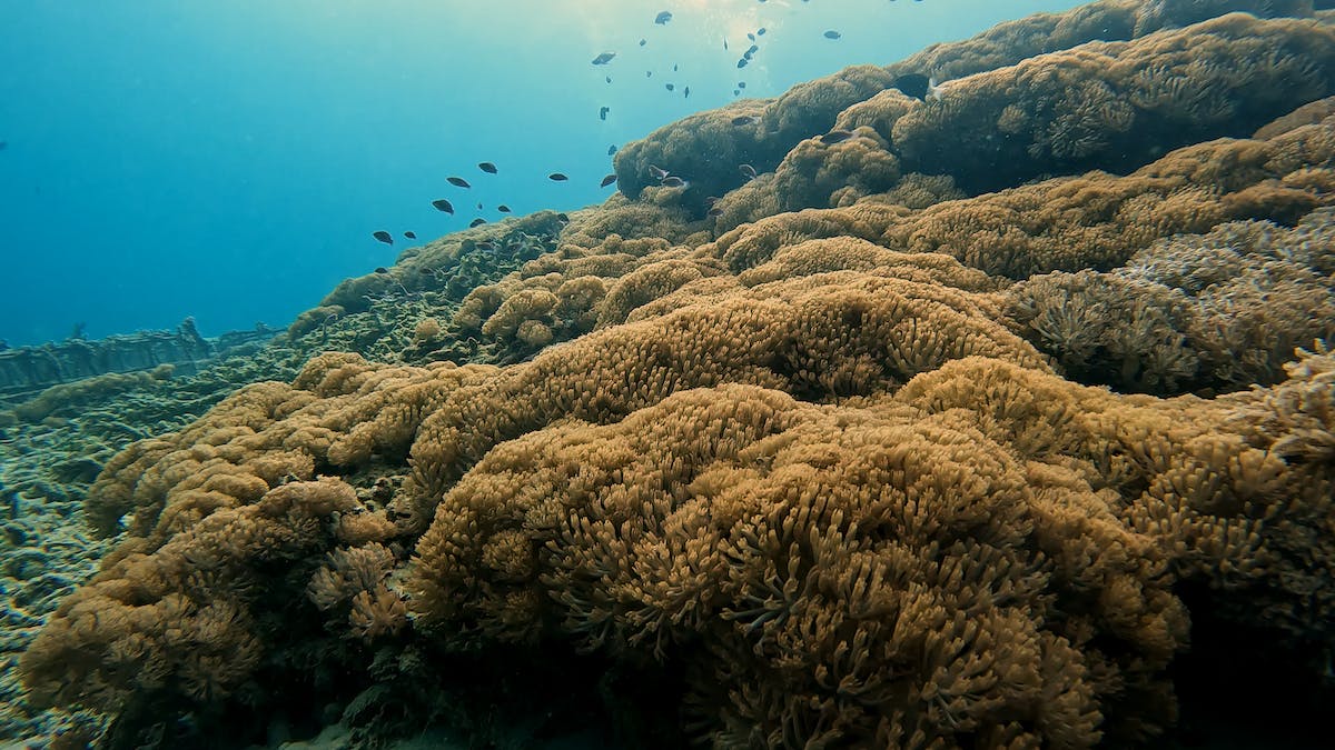 coral reef