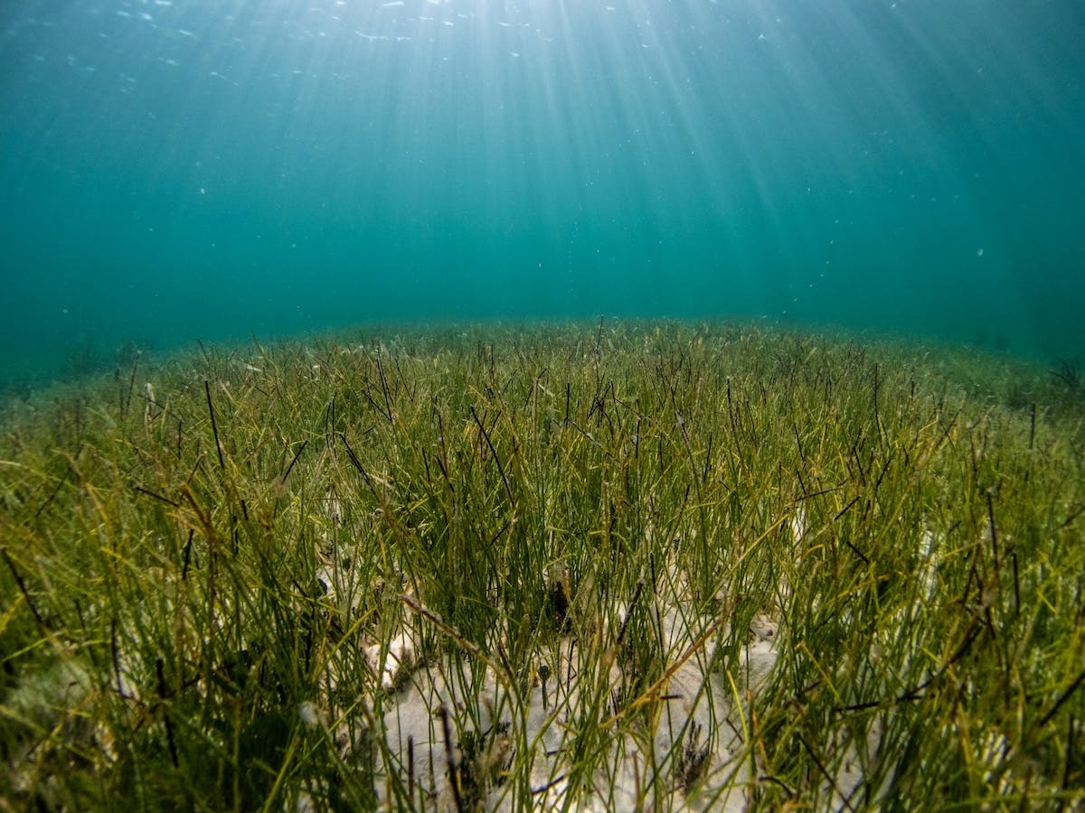 a seagrass bed underwater