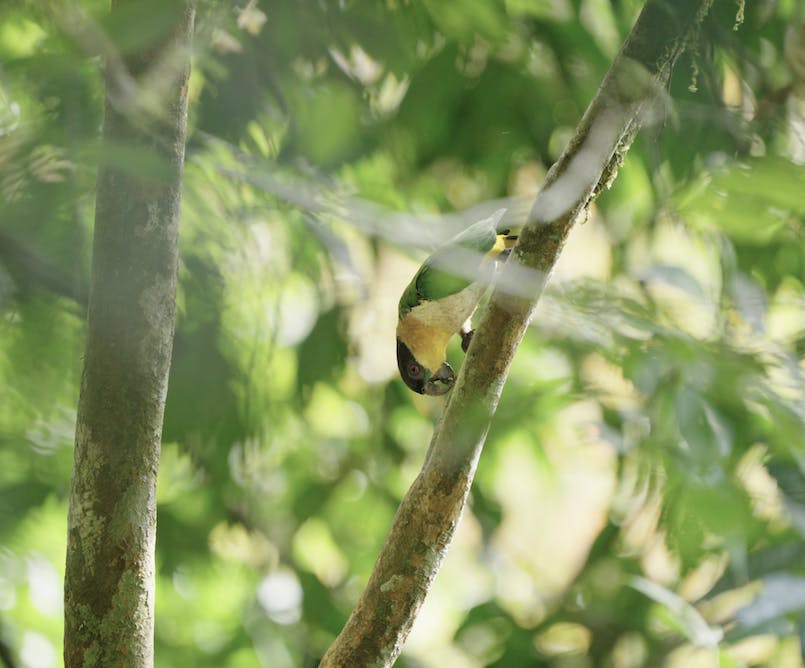 An Amazonian parrat on Mossy Earth's land in Ecuador