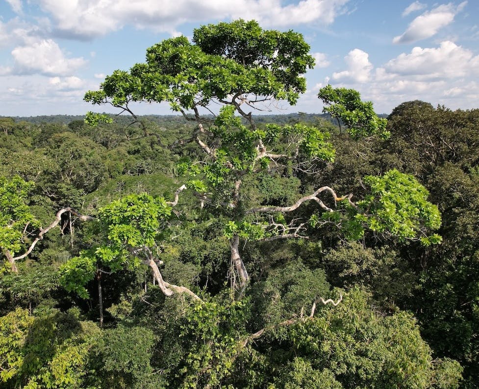 The view across the canopy on Mossy Earth's land bordering the Yasuní National Park, Ecuador.