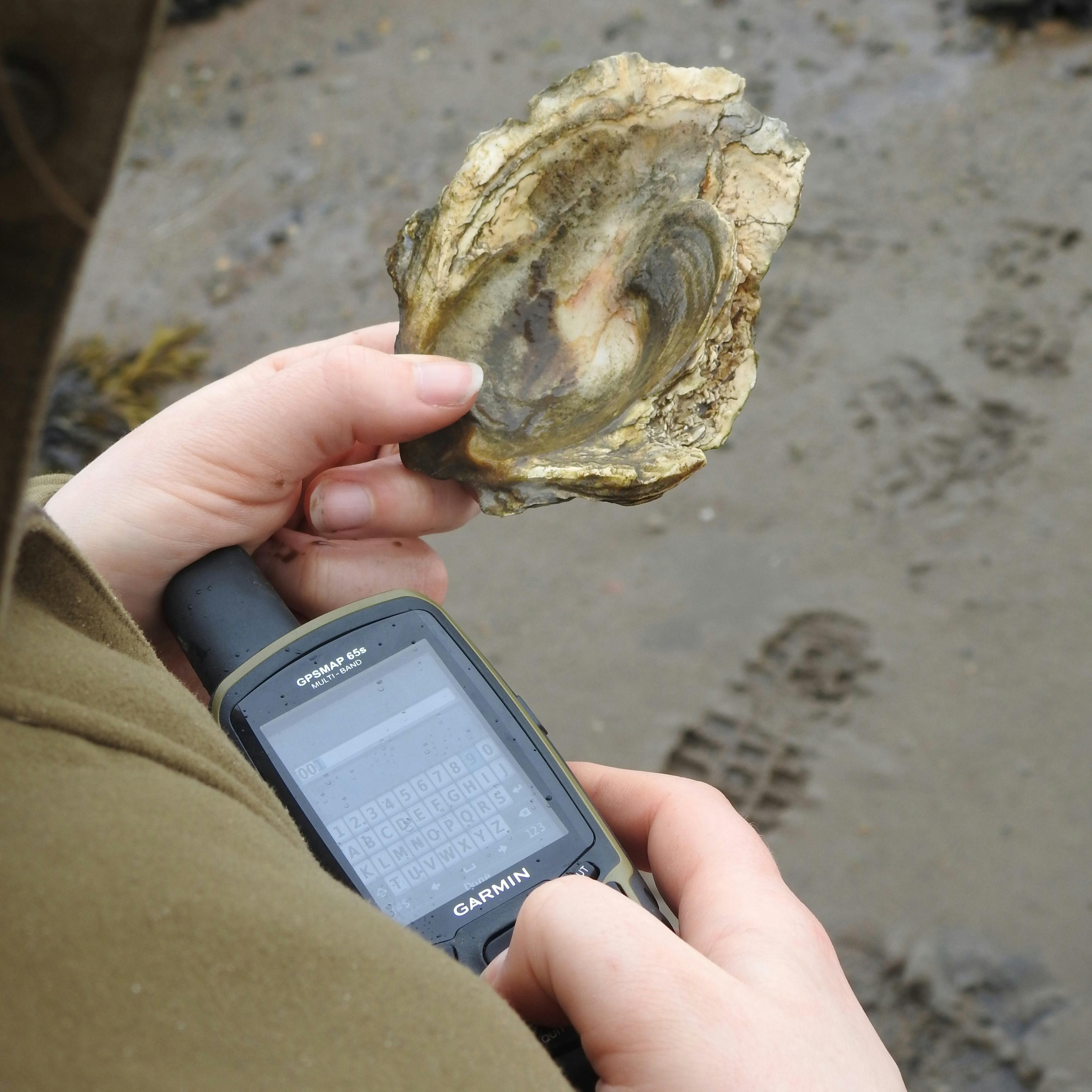 A surveyor recording native oyster remains in the Cromarty Firth. 