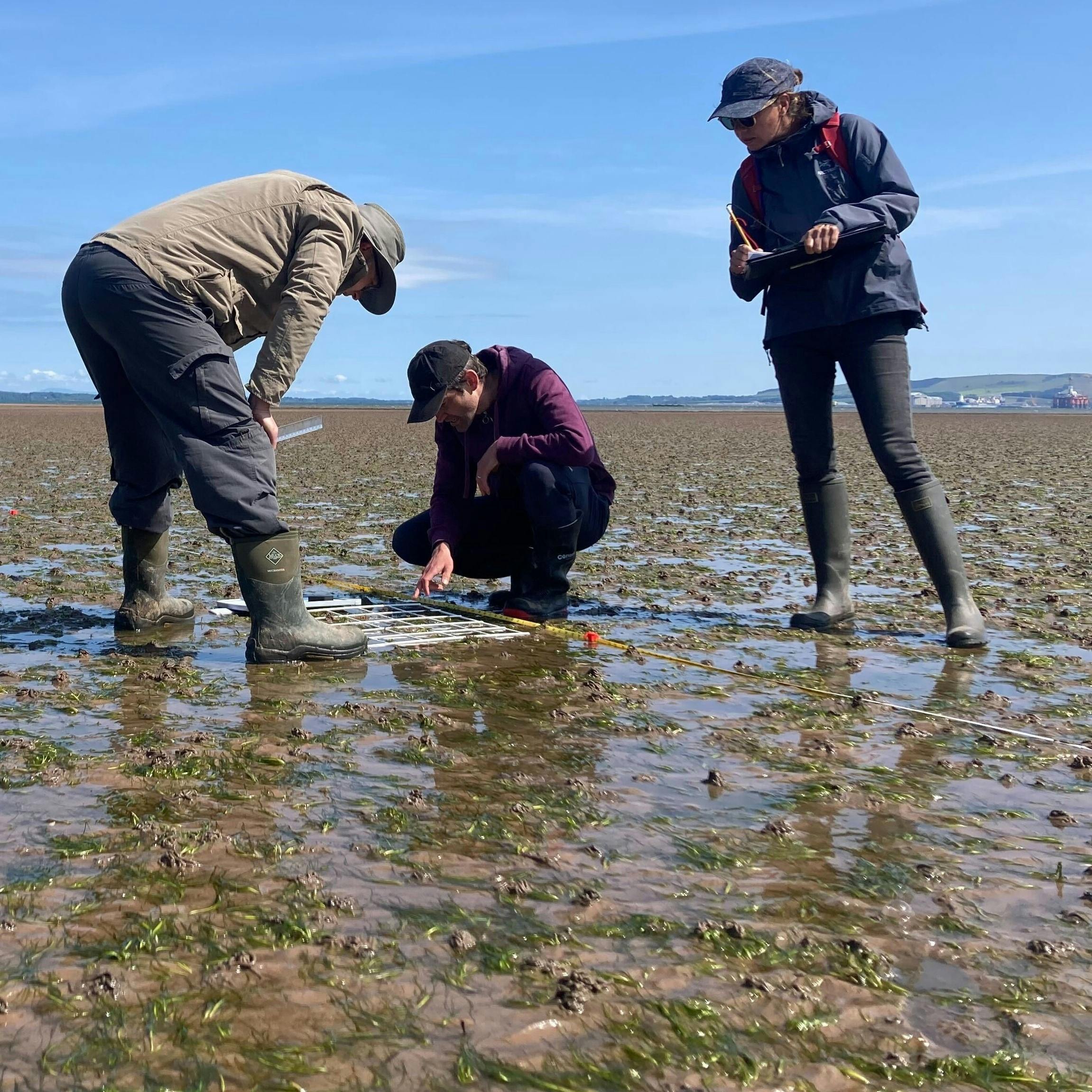 Seagrass surveyors in the intertidal at Shoremill, near Cromarty.