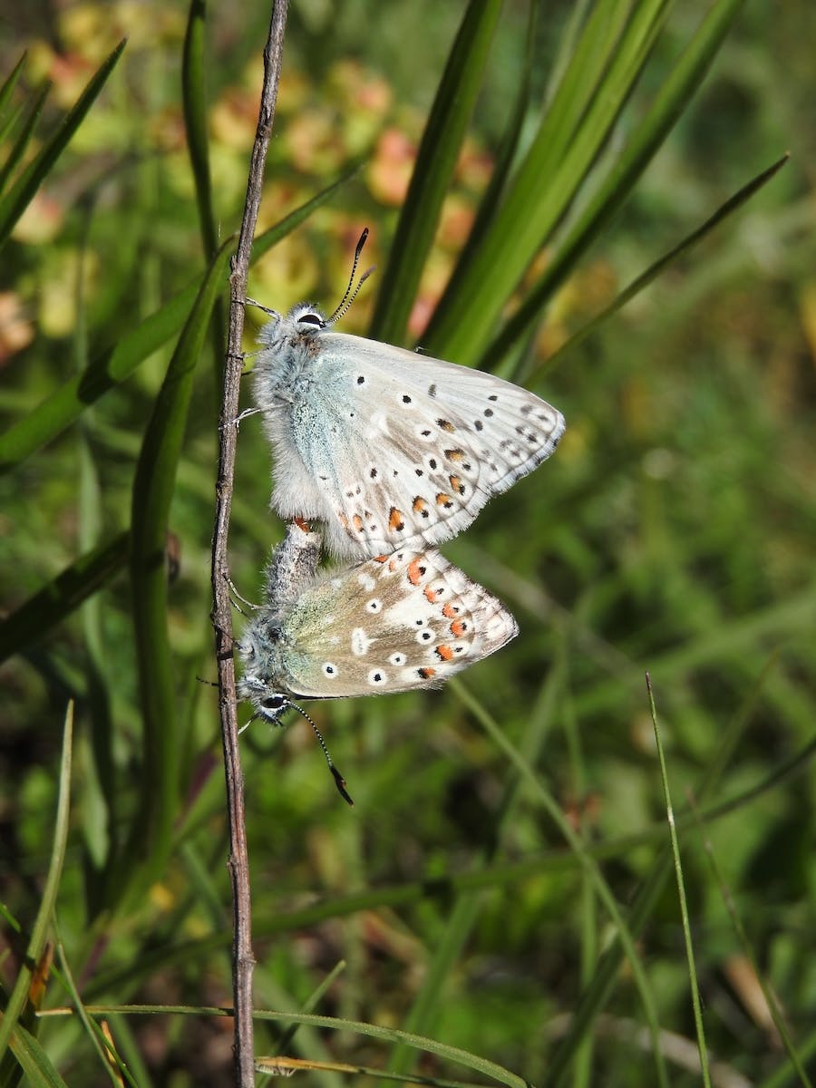 Polyommatus slovacus