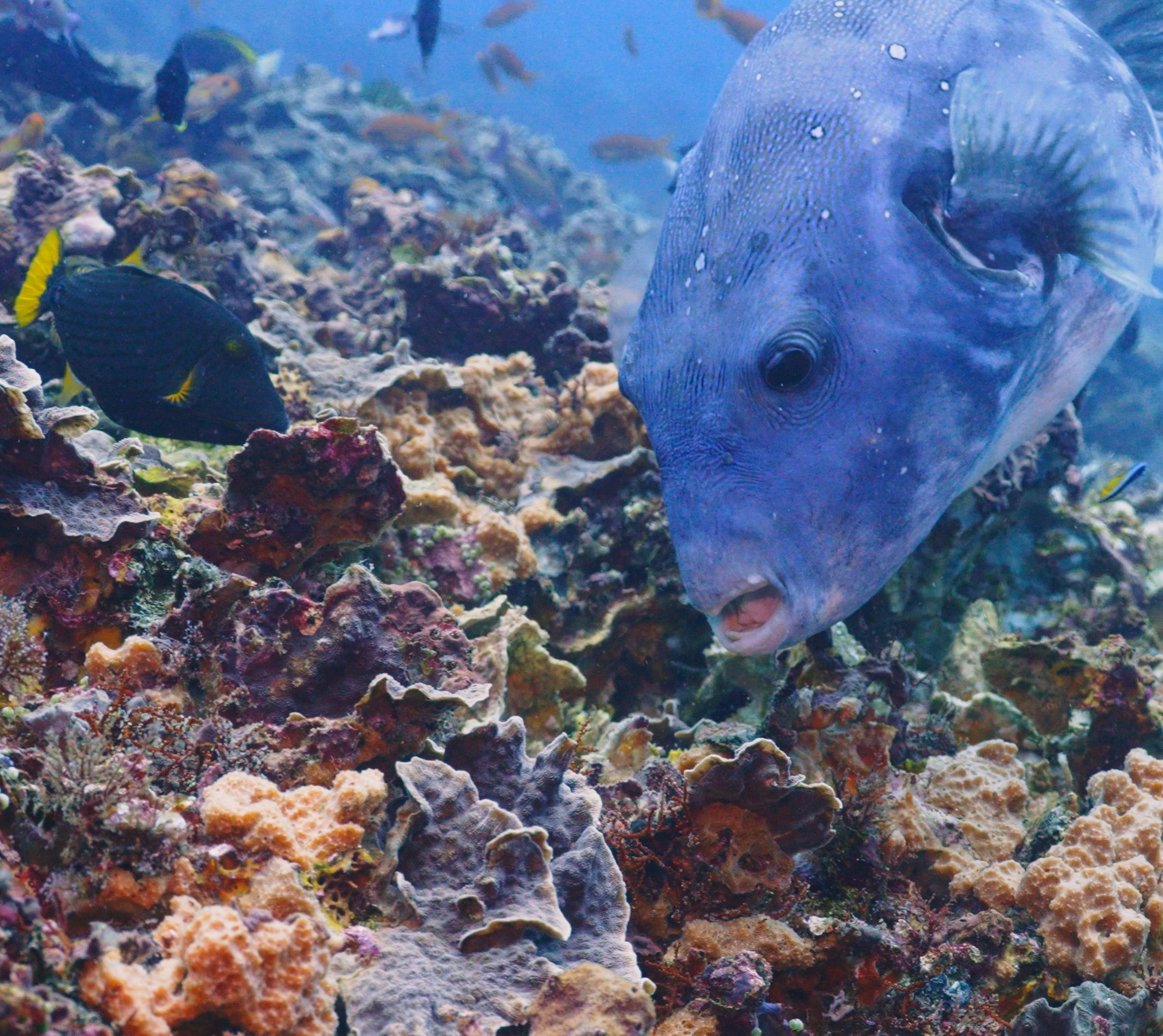 a coral reef seascape