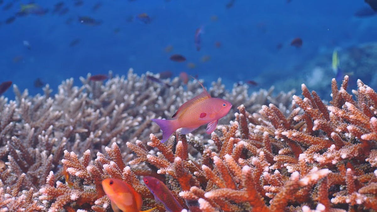 coral and fish