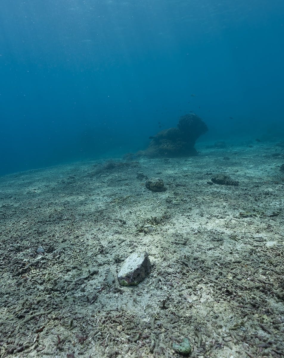 coral rubble graveyard