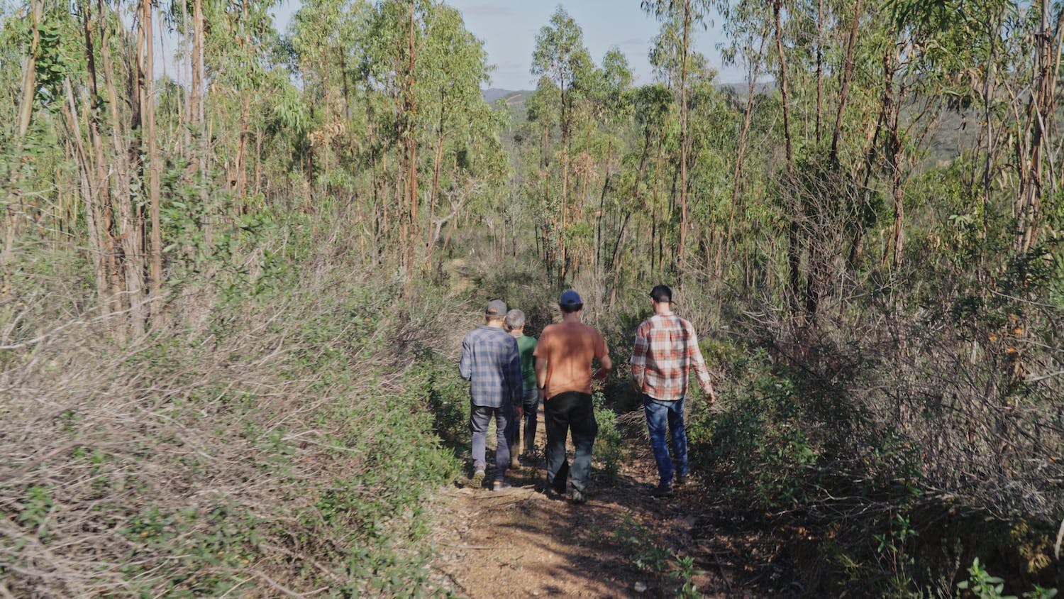 Mossy Earth team walking through a eucalyptus stand in sw Portugal