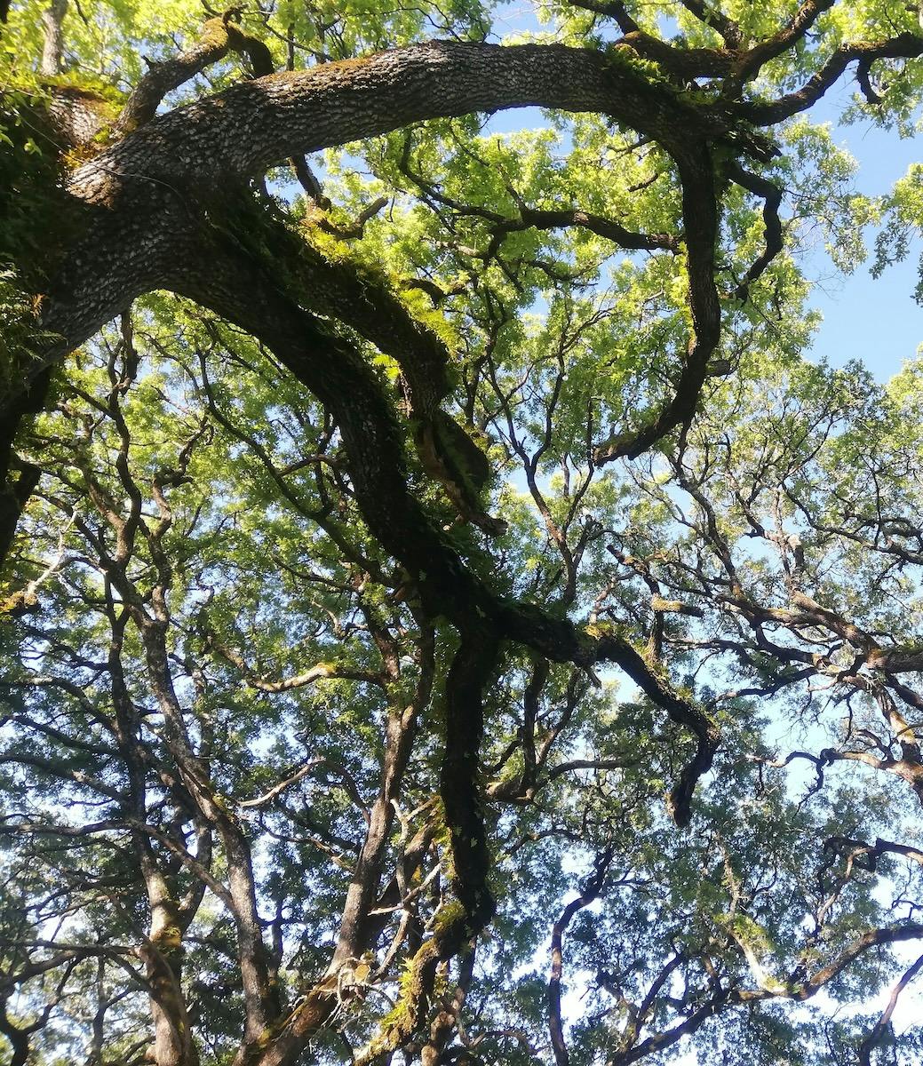 Portuguese oak (Quercus faginea)