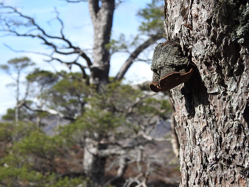 Arkaig Community Forest