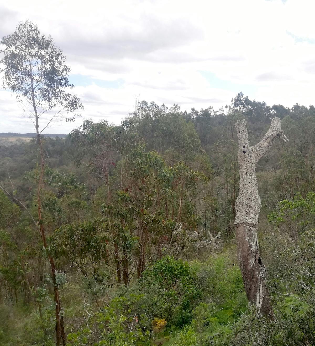 Eucalyptus plantations in an abandoned state compete for light and nutrients with native species such as cork oak, pictured here at the project site.