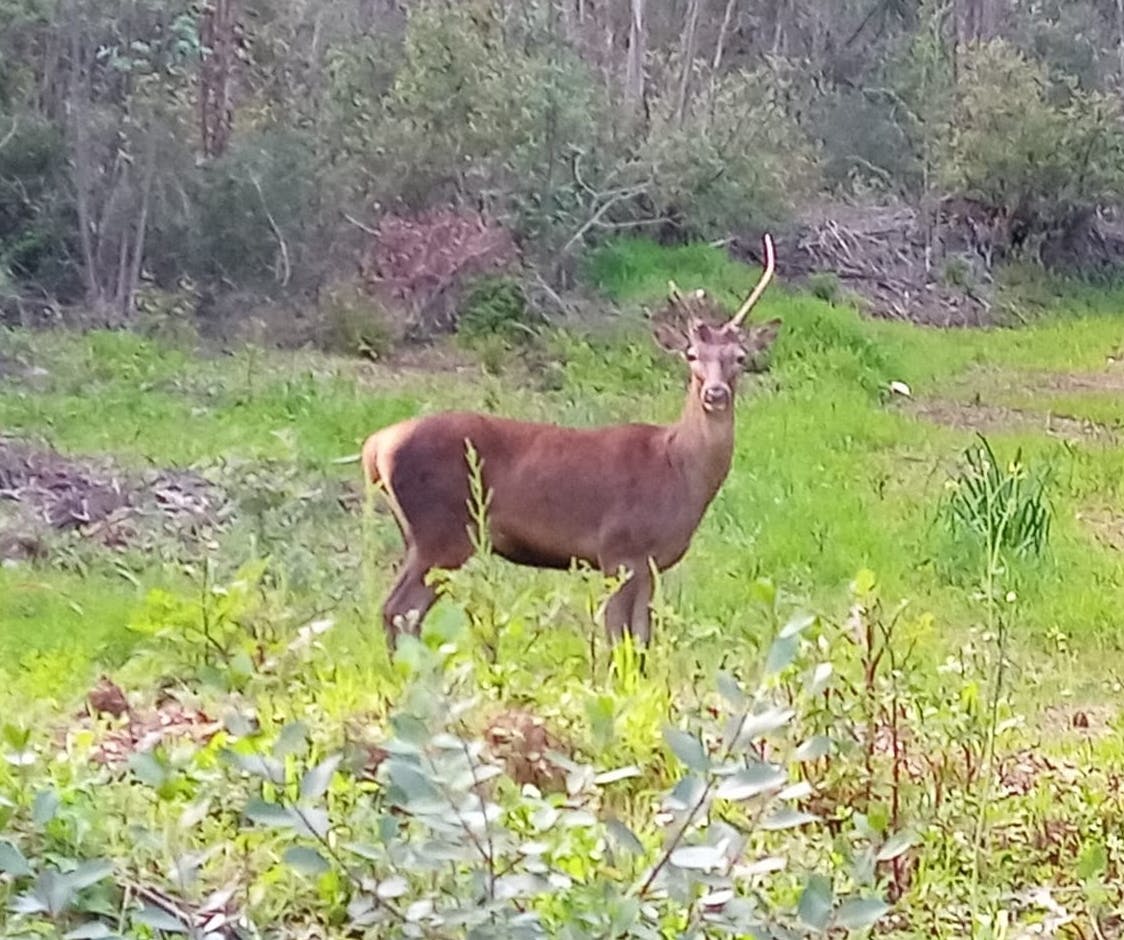 red deer sighting in the Mira River region