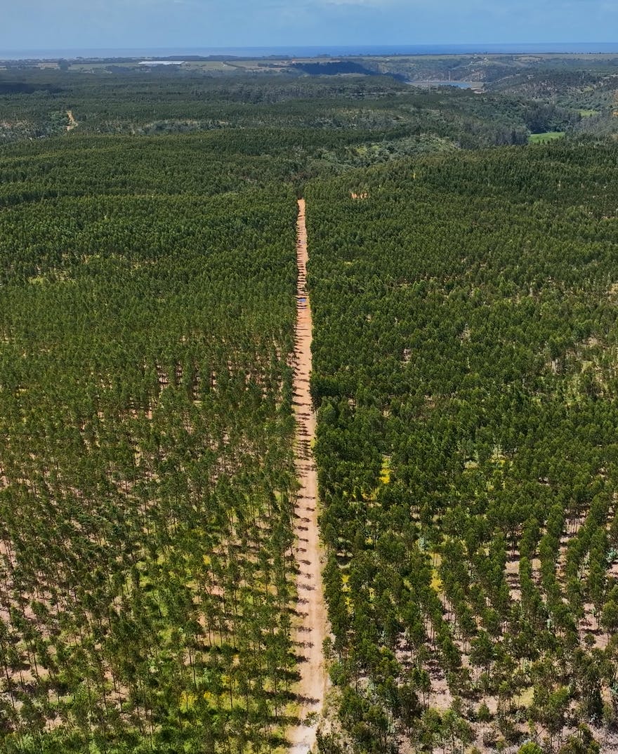 Eucalyptus globulus monoculture plantation in Portugal's southwest.