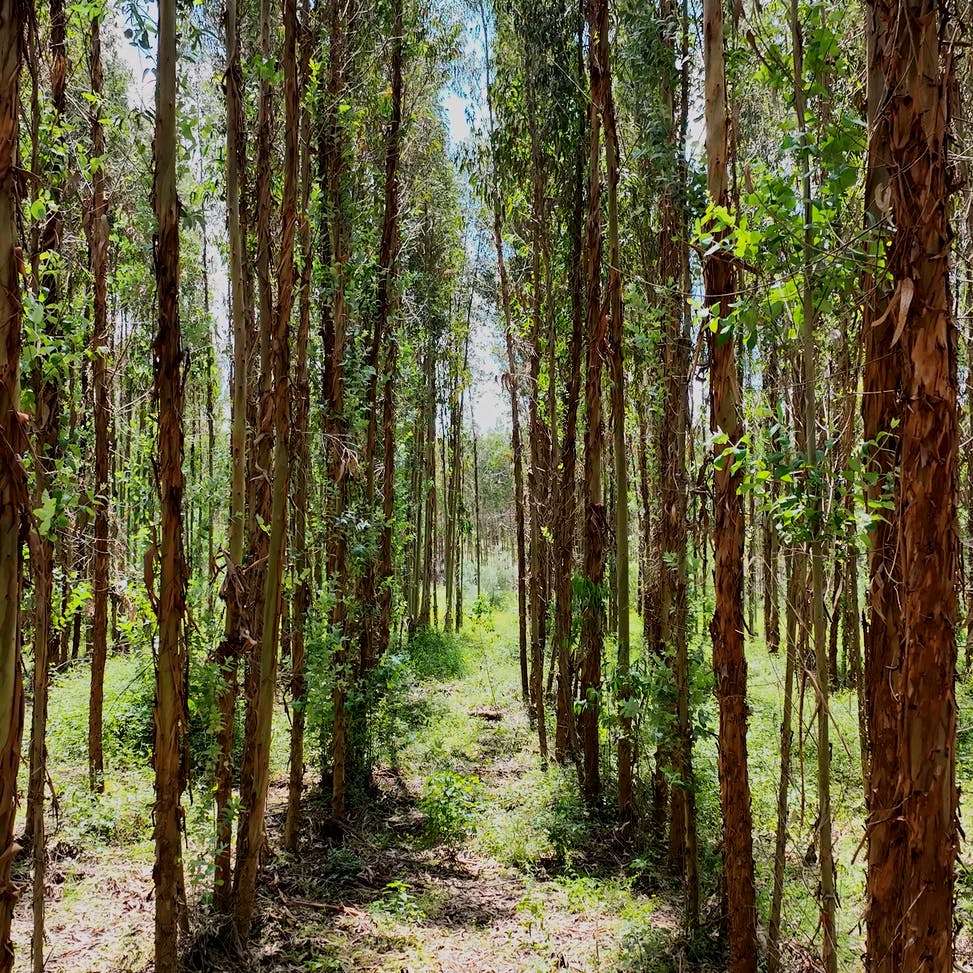 monoculture eucalyptus plantations