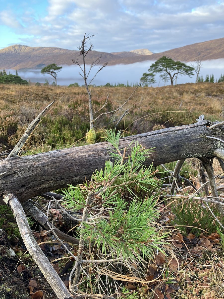 Arkaig Community Forest