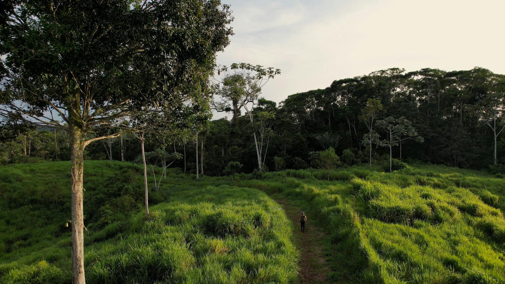 Duarte walking along a path going through an open area of rainforest, with some trees to the left and denser forest in the distance