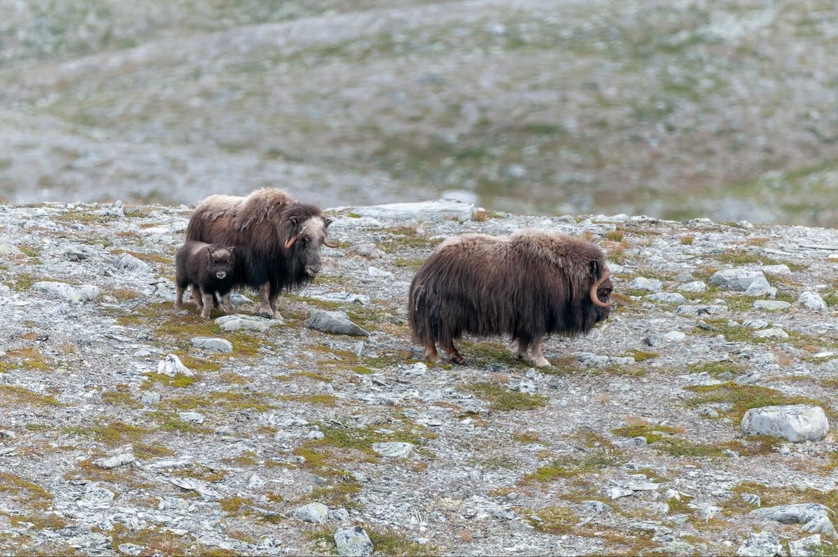 2 muskox & a calf 