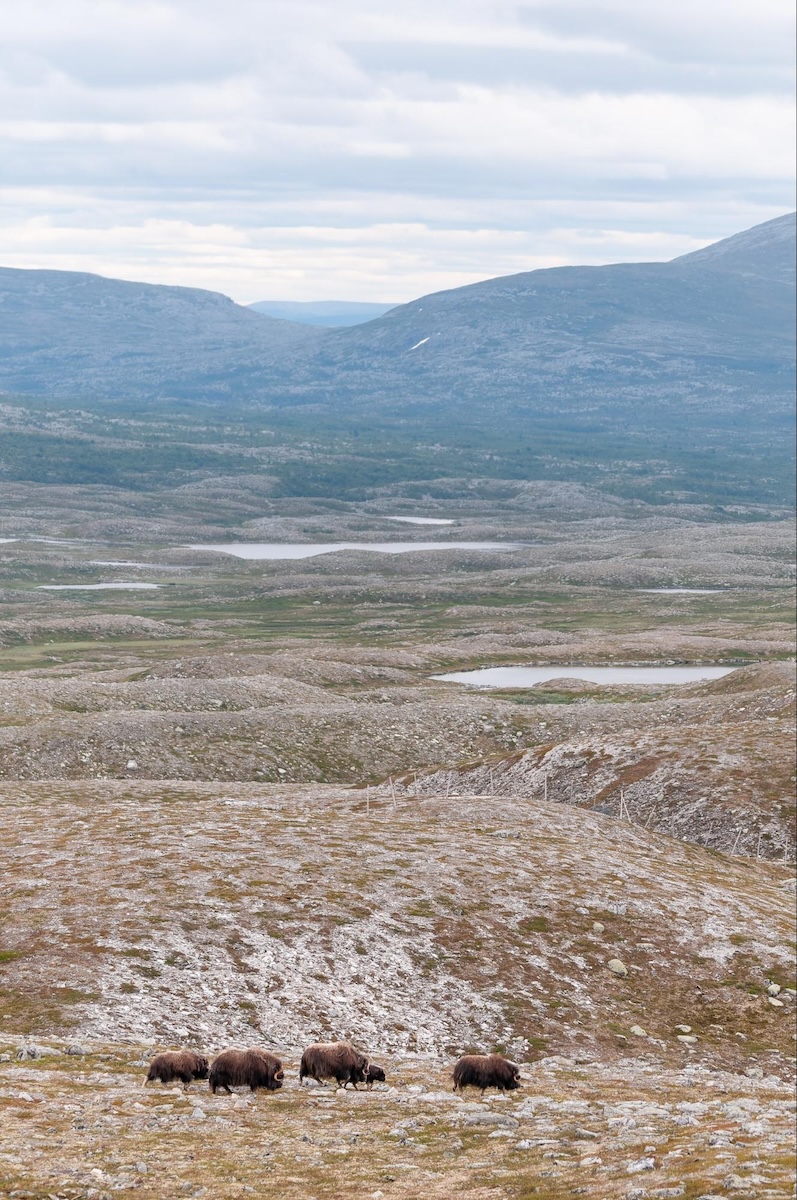 muskoxen roaming through arctic tundra