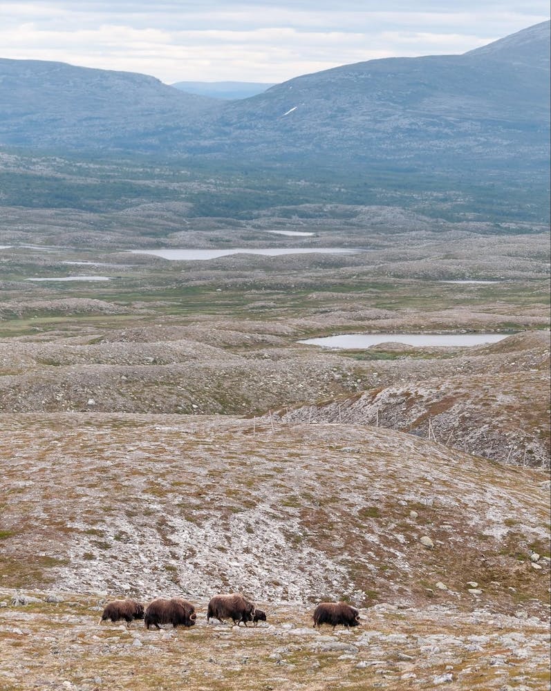 muskoxen roaming through arctic tundra