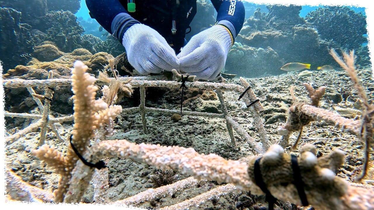 diver tying coral fragments to structures