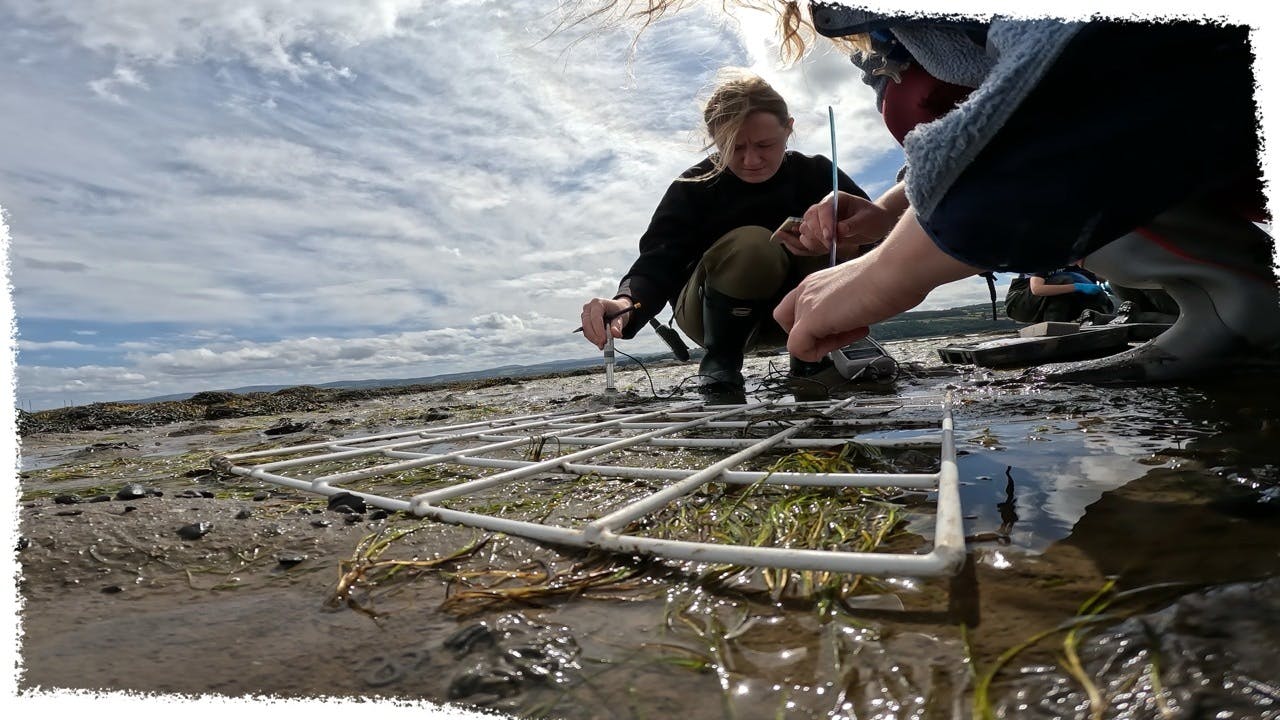 Biologist sampling seagrass meadows