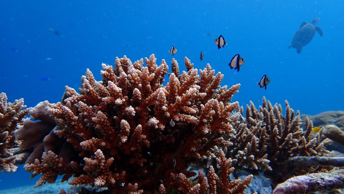 coral fragment with fish in the background