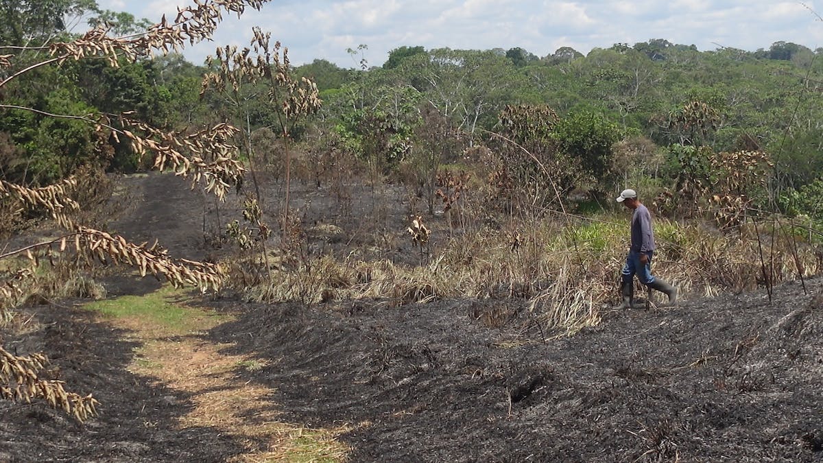 burnt land at Mossy Earth Rainforest project