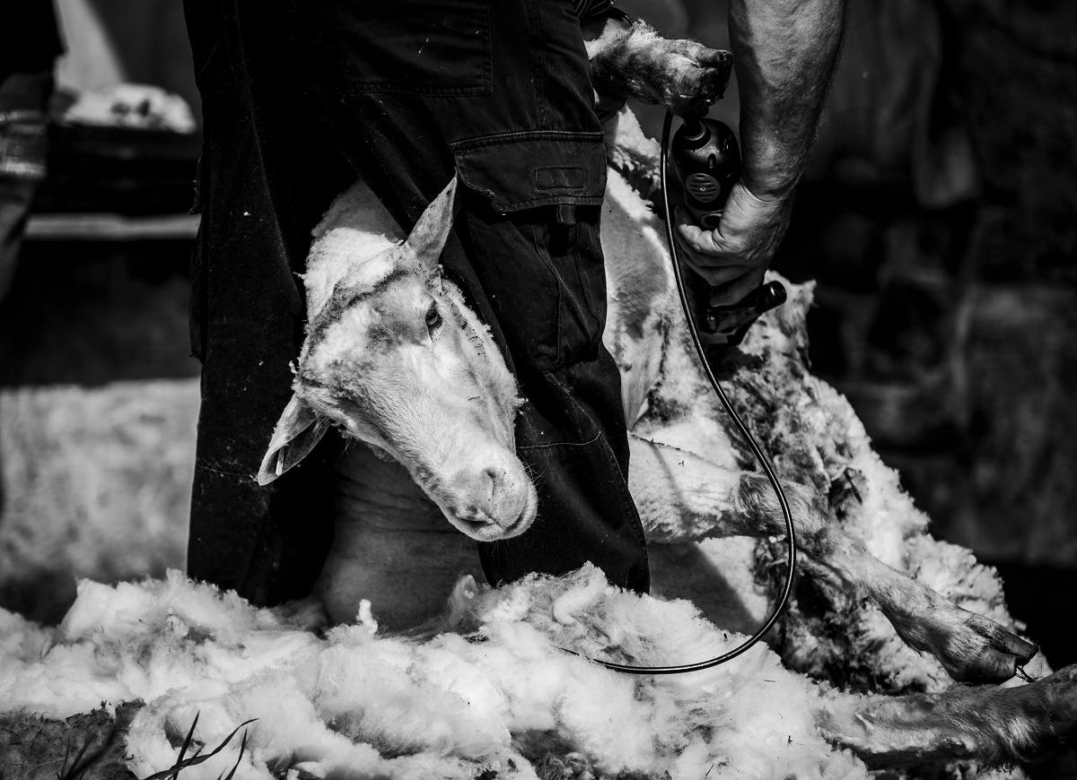 A sheep being sheered